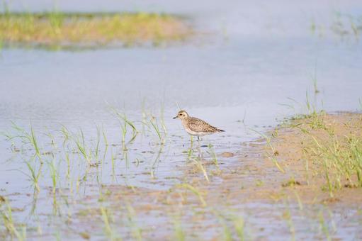ムナグロ ムナグロ ムナグロ,鳥,野鳥の写真素材