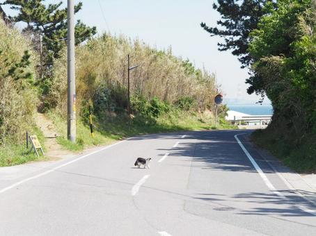 猫と道路 猫,野良猫,道の写真素材