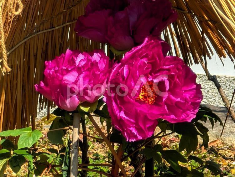 美しい赤色の牡丹の花 寒牡丹,冬ぼたん,赤色の写真素材