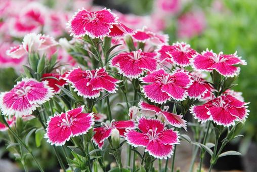 ナデシコ・撫子 ナデシコ・撫子 ナデシコ,花風景,草花の写真素材