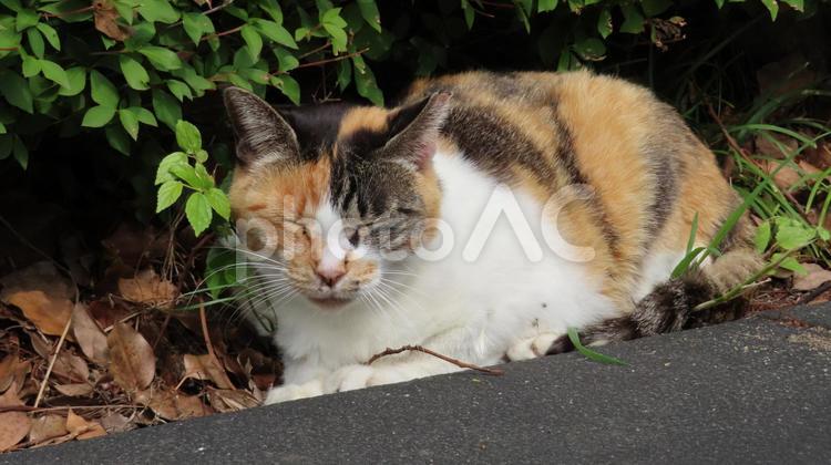 もふもふで可愛いミケの眠り猫 三毛猫,猫,眠り猫の写真素材