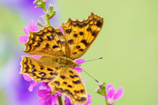 キタテハ⑾ キタテハ⑾ 蝶,キタテハ,昆虫の写真素材