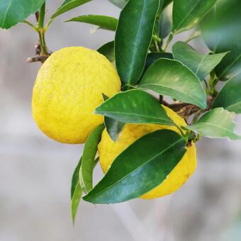 ゆず２（咲くやこの花館） ゆず,植物,咲くやこの花館の写真素材