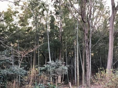 夕方の林 夕方の林の写真
