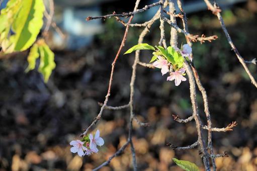 四季桜 四季桜 四季桜,しきざくら,秋に咲く桜の写真素材