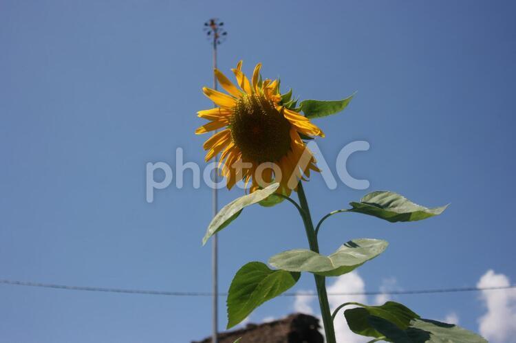 夏空とひまわりの花 花,ひまわり,空の写真素材
