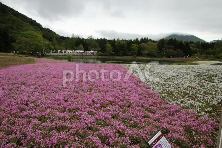 富士芝桜まつり４ 富士芝桜まつり,富士山,芝桜の写真素材