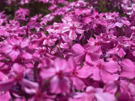 芝桜 芝桜の写真