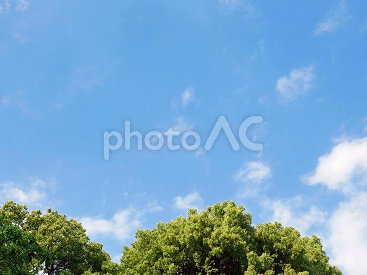 青空と樹木 青空,空,ブルーの写真素材