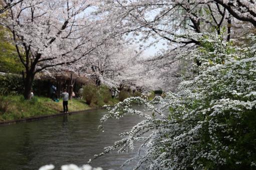 伏見十石舟 豪川河川敷,橋,京都の写真素材