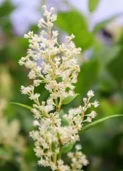 あなた次第 ウラジロタデ,花,自然の写真素材
