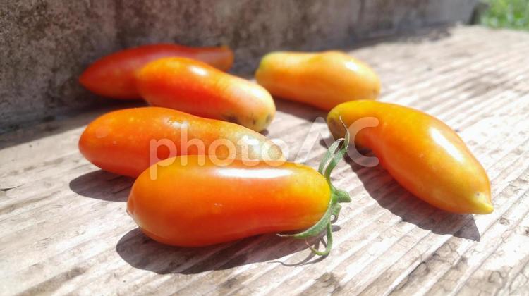 採れたての細長いトマト トマト,イタリアン,夏野菜の写真素材