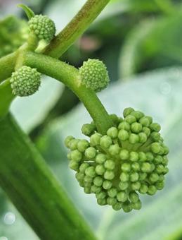 ウドの花2 ウドの花2 ウド,花,ウドの花の写真素材