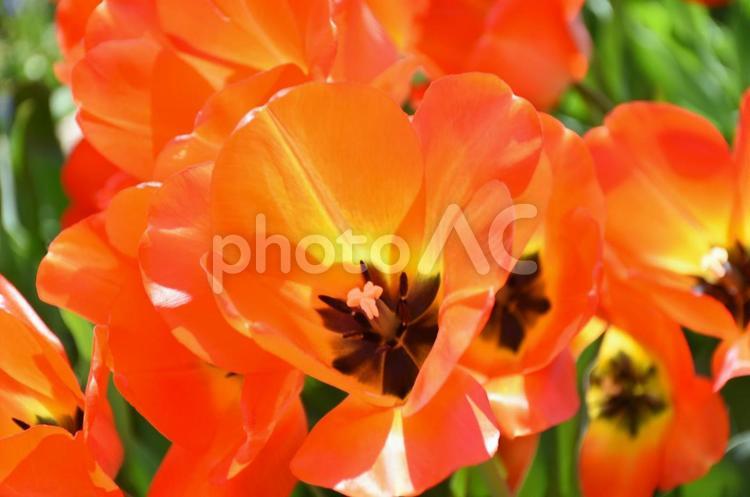 百合が原公園のお花 札幌,北海道,公園の写真素材