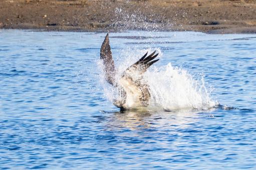 ミサゴ(88) ミサゴ(88)の写真