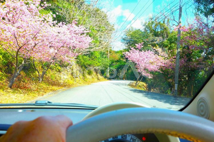 春の桜山をドライブ 車窓,桜,河津桜の写真素材