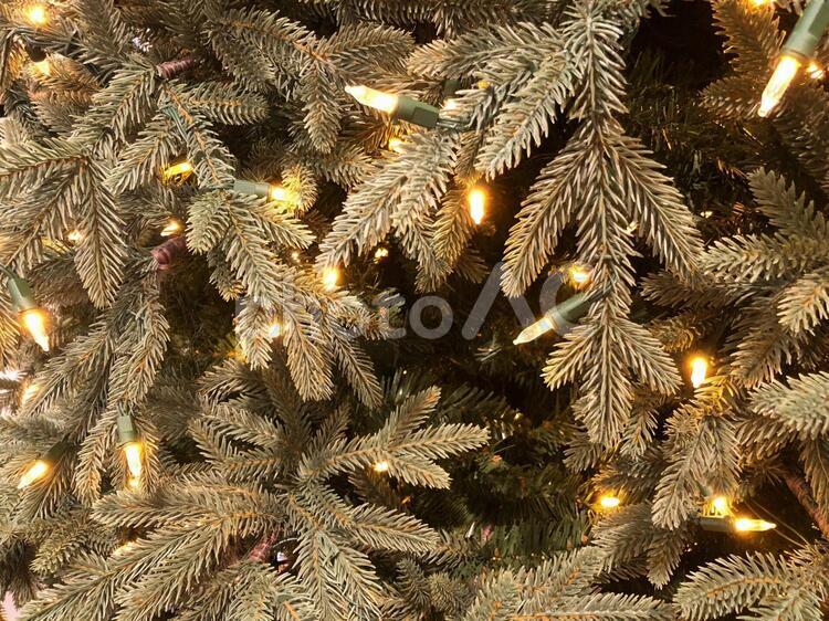 もみの木 もみの木,クリスマスツリー,クリスマスの写真素材