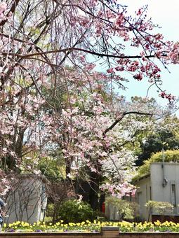 cherry blossoms, JPG