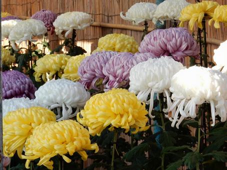 【風景写真】福山菊花展覧会の風景 キク,菊,菊花展の写真素材