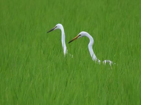 白鷺　シラサギ　ダイサギの写真