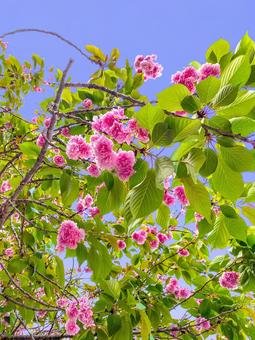 八重桜と青空２ 八重桜,ピンク,濃いピンクの写真素材