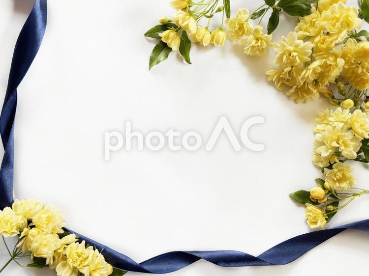 父の日背景素材06　黄色いばら 父の日,黄色,モッコウバラの写真素材