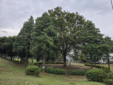 公園の大きな木の写真