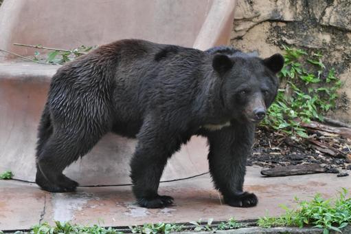Photo, bear, asian black bears, animal, 