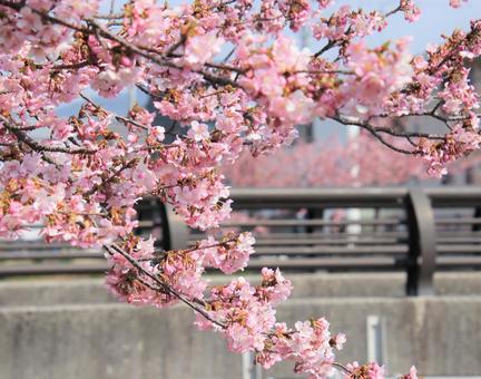 桜と橋 桜と橋の写真