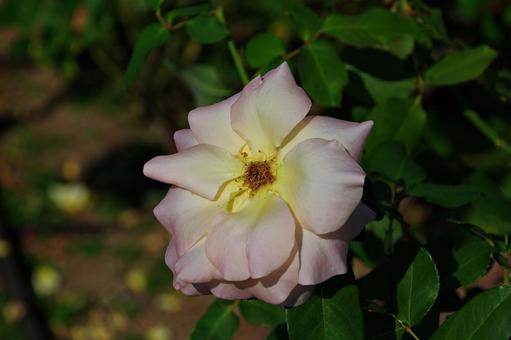 10月のバラ 10月のバラ バラ,薔薇,ピンクの写真素材