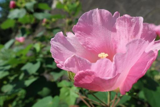 夏の日差しに映えるピンクの芙蓉の花 夏の日差しに映えるピンクの芙蓉の花 花,芙蓉,フヨウの写真素材