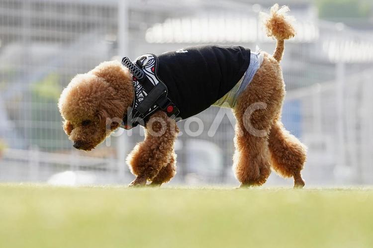 ドッグランのワンコ（トイプードル） 犬,トイプードル,トイプーの写真素材