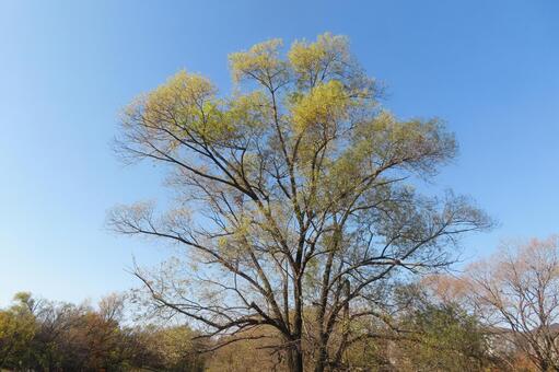 晩秋の青空に映える大木のシルエット 秋,大木,青空の写真素材