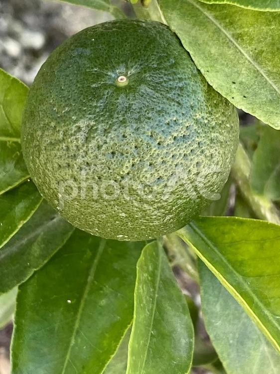 みかんの木 みかん,木,素材の写真素材