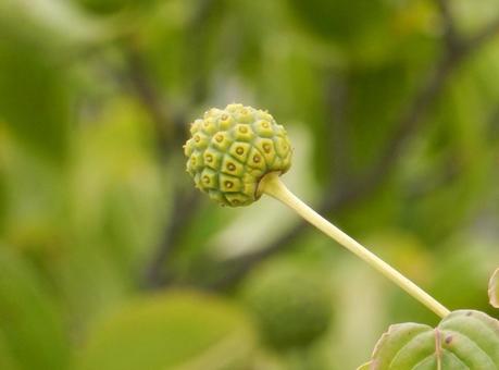 【花の写真】ヤマボウシの実 【花の写真】ヤマボウシの実の写真