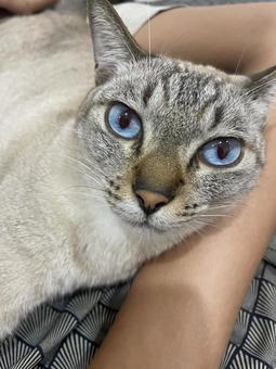 Cat staring at me, JPG