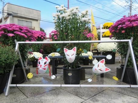 笠間市の菊まつり 菊まつり,笠間市,菊の写真素材