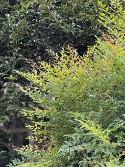 神田川10月:緑樹と生垣と紅葉 縦 神田川10月:緑樹と生垣と紅葉 縦 生垣,緑,青葉の写真素材