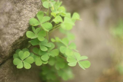 植物 植物の写真