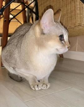 キッチンでくつろぐ猫のシンガプーラ キッチンでくつろぐ猫のシンガプーラ シンガプーラ,猫,ネコの写真素材