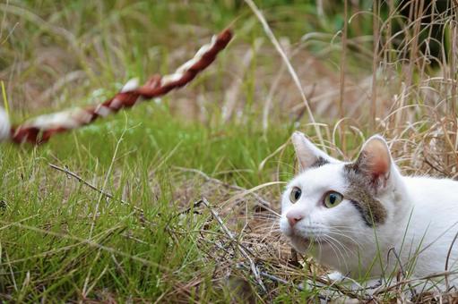 おもちゃを見つめるシロキジネコ おもちゃを見つめるシロキジネコ ネコ,保護猫,ニャンコの写真素材
