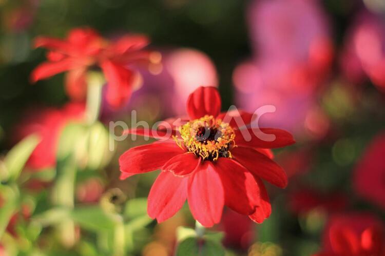 秋に咲く花２　東北 秋,花,赤の写真素材
