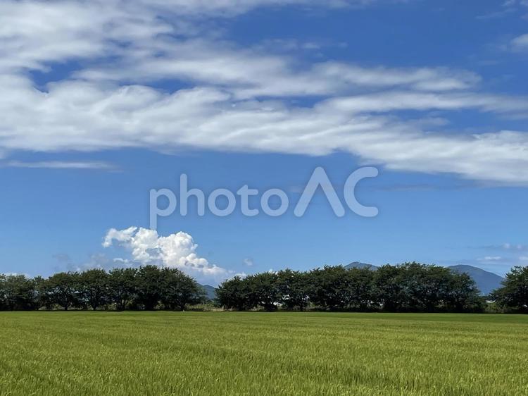 青々とした田園と夏の入道雲と遠くに弥彦山 青空,雲,入道雲の写真素材