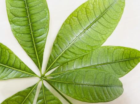 大きなパキラ(観葉植物)の葉47 大きなパキラ(観葉植物)の葉47 パキラ,パキラの葉,手の写真素材