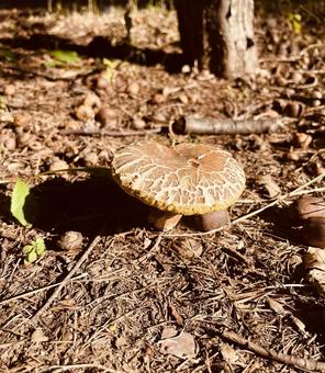 公園のキノコ 公園のキノコの写真