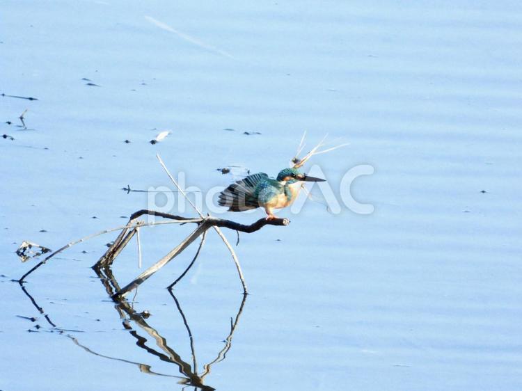 ポーズをとるカワセミ 鳥,野鳥,カワセミの写真素材