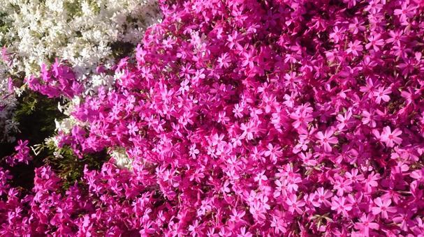 芝桜 芝桜の写真