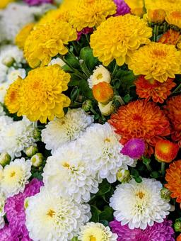 ガーデンマム⑥ ガーデンマム⑥の写真