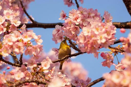Cherry blossoms Japanese white-eye, JPG