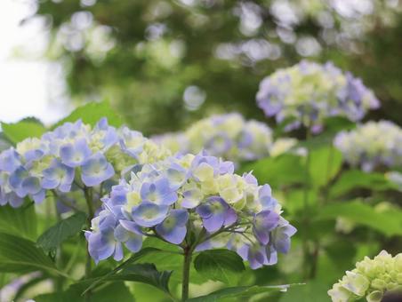 Hydrangea, JPG Hydrangea, JPG
